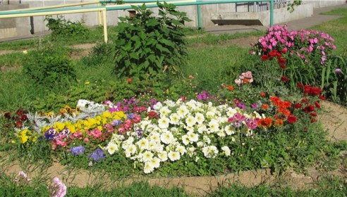 В областном центре стартовал конкурс "Тамбов в цвету"