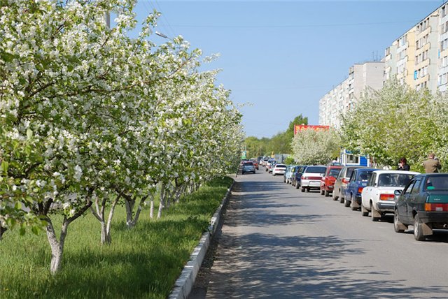 Микрорайон "Московский" засадят яблонями и грушами
