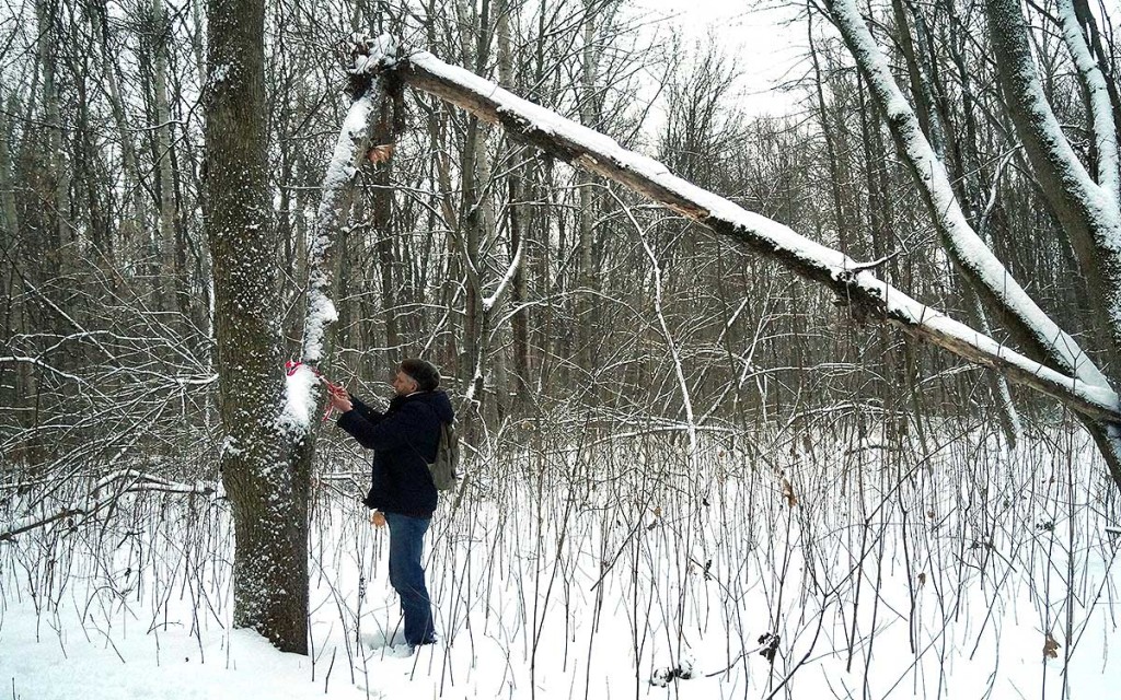 Общественники пометили сигнальными лентами те деревья, которые действительно требуют спиливания