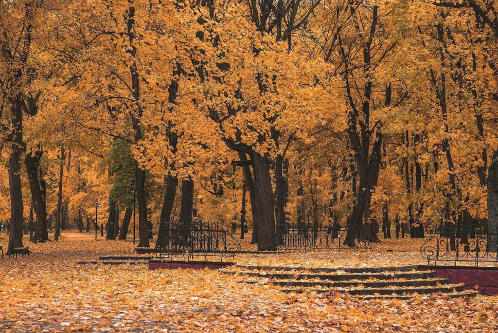Золотая осень в Тамбове. Фото Сергей Цалюк