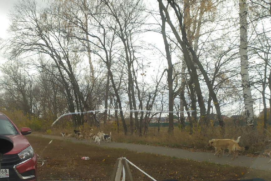 Бродячие собаки в Майском, фото Юрия Селиванова