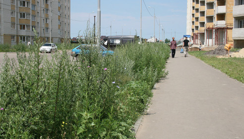 Сорняк в мкр Московский