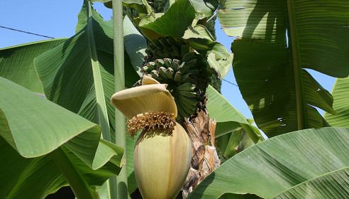 Банановые пальмы