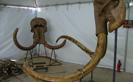 Старт палеонтологической экспедиции в Тамбове
