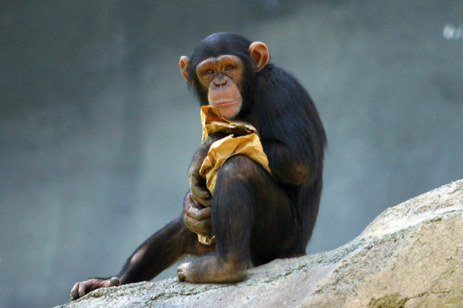 Обыкновенный шимпанзе. © wikipedia.org