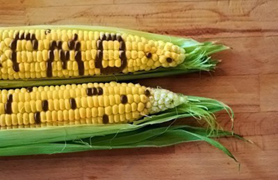 ГМО-кукуруза