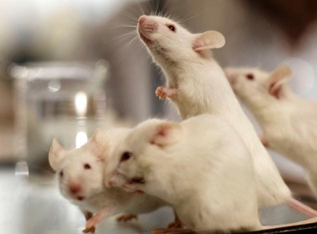 Исследования на мышах