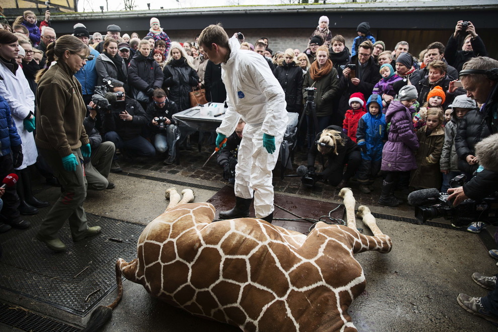 Убийство жирафа Мариуса в зоопарке