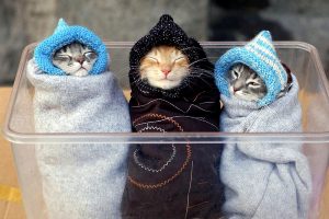 Отопление и коты