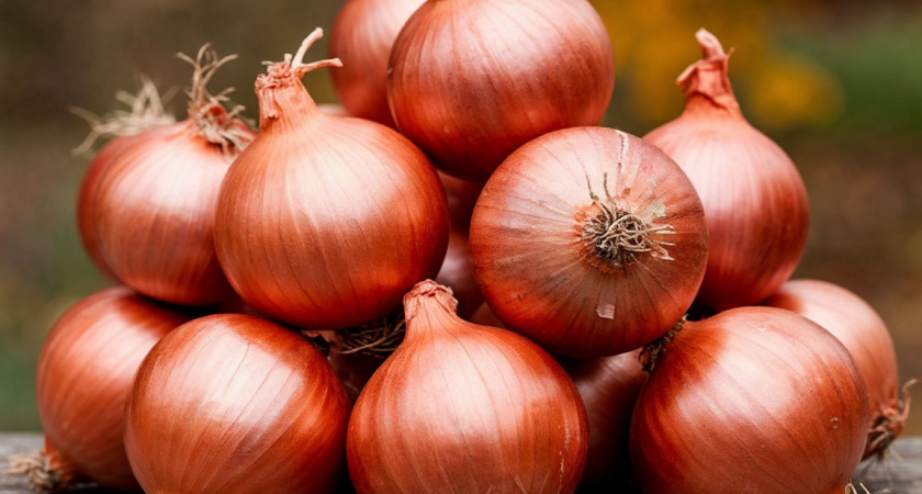 Этот способ позволяет вырастить лук величиной с кулак: нужно всего лишь правильно обработать севок