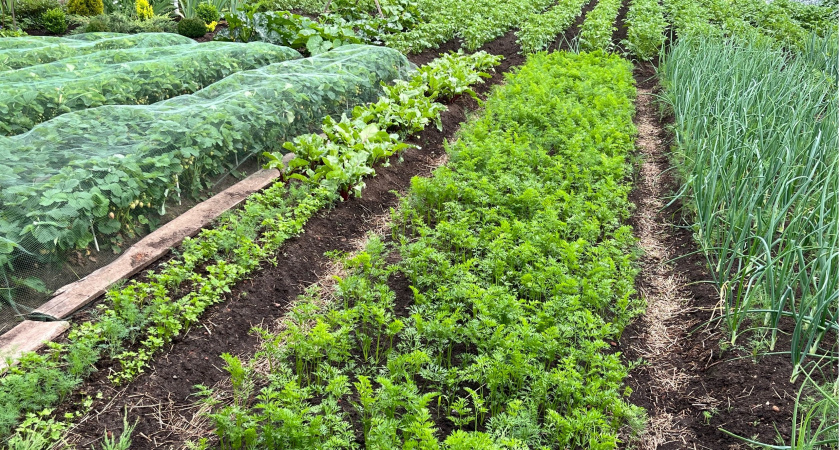 Копеечная крупа, а пользы как от целой фуры удобрений: раскидываю пачку по огороду, и земля как чернозём — дорогой навоз больше не нужен