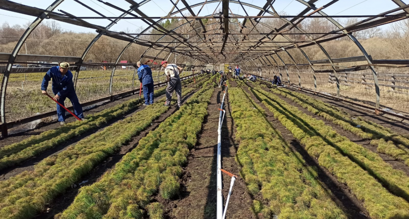 В Тамбовских лесхозах расширят производство декоративных саженцев для озеленения региона
