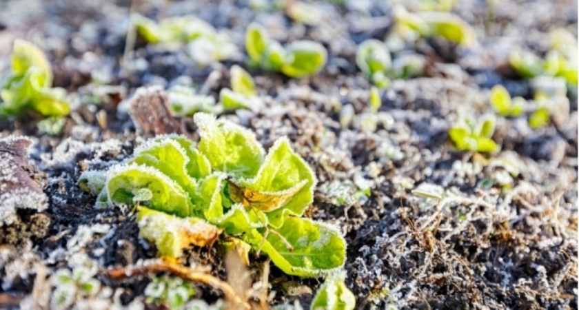 "Заморозки погубят все посадки": Вильфанд дал прогноз на вторую половину мая - температура снова упадет до минусовой