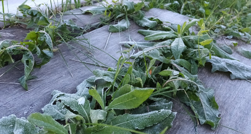 Аномальные заморозки вернутся и уничтожат урожай: Вильфанд предупредил о надвигающемся ужасе для садоводов