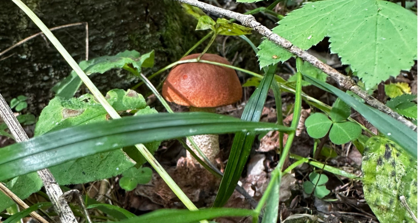 Ученые назвали самый полезный гриб: не шампиньоны, не вешенки и гораздо полезнее лисичек