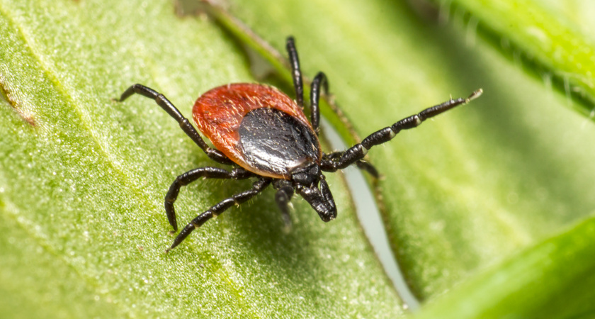 Клещи гибнут за считанные секунды: копеечное средство защищает лучше всех магазинных аэрозолей