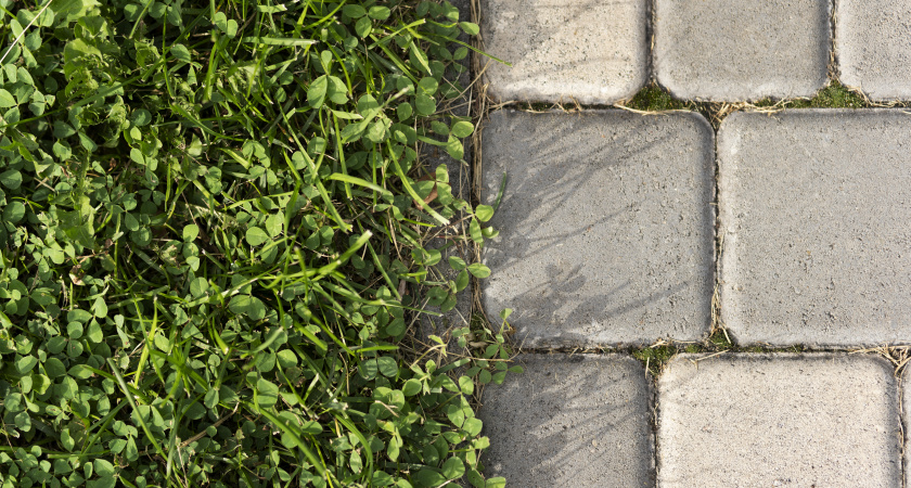 Опытные хозяйки траву на дорожках не рвут: секунда — и сорняков нет — жаль, раньше не догадалась так делать