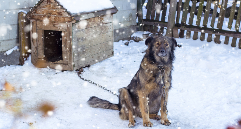Собака отказывалась лезть в будку в лютый мороз: хозяин понял почему, заглянув внутрь