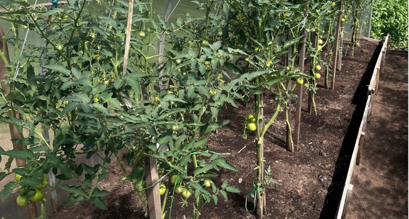 Высадила этот сорняк рядом с томатом и навсегда забыла о главном враге урожая: посоветовала бабушка