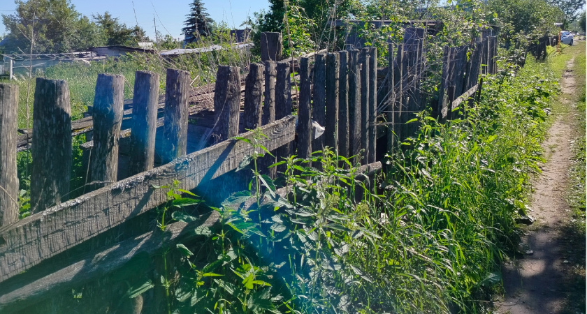 Сорняки мигом зачахнут: разведите 1 стакан на ведро и полейте вечером - утром огород будет чист