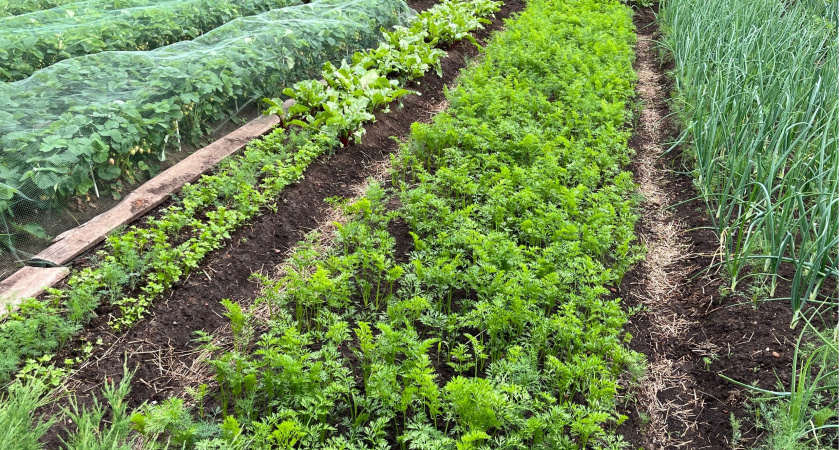 Раскидайте по грядке с морковью такой порошок - удивитесь, какой крупной и ровной она вырастет