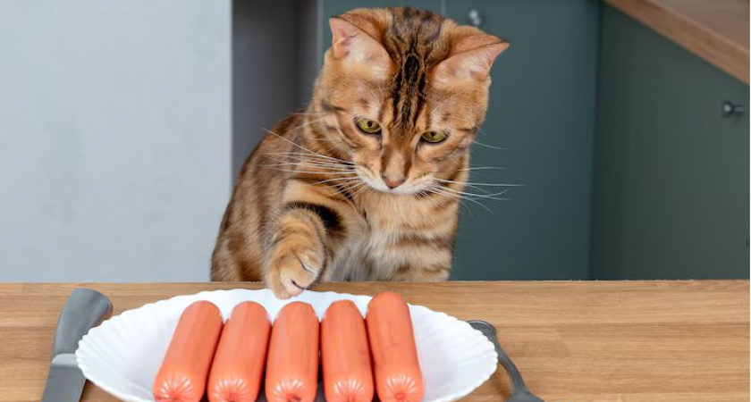 "Точно не из туалетной бумаги": в Роскачестве назвали лучшие марки сосисок - в составе действительно мясо