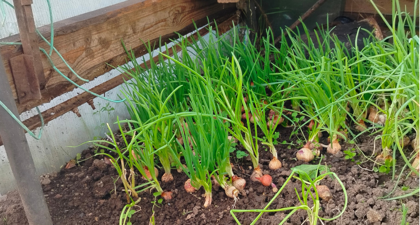 Посыпала на грядку в начале июня — и луковой мухи нет все лето: на луке ни единого желтого перышка за сезон