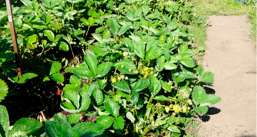 Всегда опудриваю такой мукой клубнику: долгоносик обходит сад стороной, а ягоды вырастут крупные и сладкие, словно мед