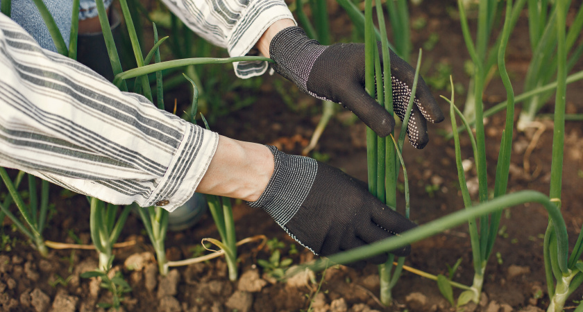 Поливаем грядку простым средством — и про луковую муху можно забыть: луковицы вырастают — загляденье, а перья — хоть сразу в салат