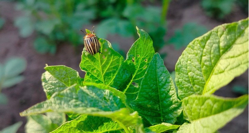 Колорадский жук боится как огня: всего одна щепотка этого средства на ведро творит чудеса
