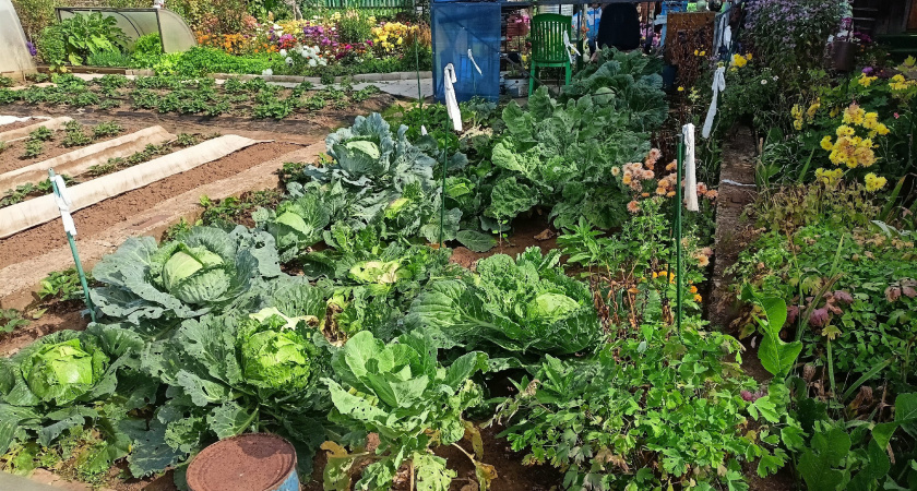 Что посадить в июне: 6 культур, которые спасут ваши пустующие грядки