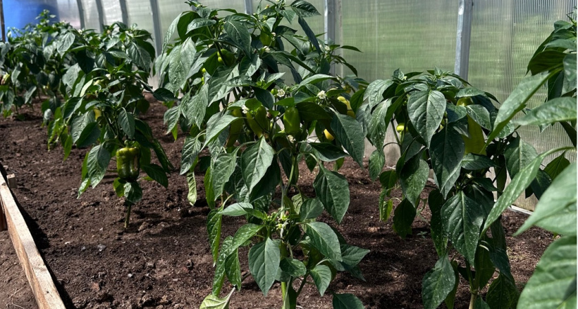 Жалею, что раньше не знал: вот чем нужно подкармливать перец, чтобы вырос крупным, мясистым и вкусным