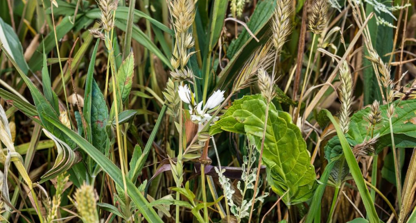Сорняки завянут почти сразу же: разведите 1 стакан на ведро и полейте вечером - утром огород будет чист