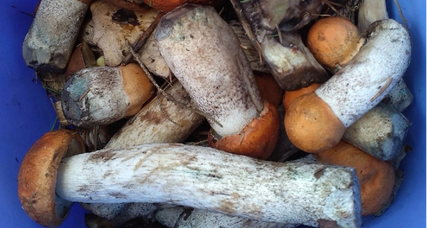 Червивые грибы: можно ли их есть, если отварить и вымочить - кандидат наук дал ответ