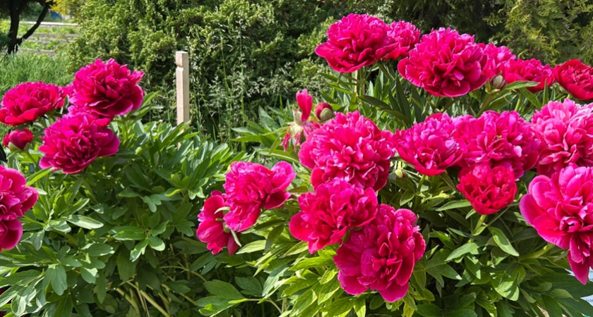 Превратила тощие кусты в пышные путоны: исправила 3 ошибки — и наслаждаюсь роскошным цветением до осени