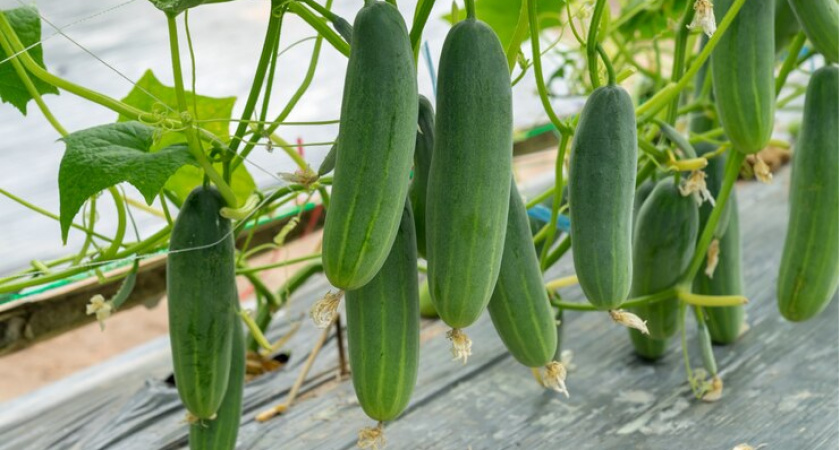 Не зола и не коровяк: вот чем поливаем огурцы в середине июня – собираем с одного куста по 7 килограммов урожая