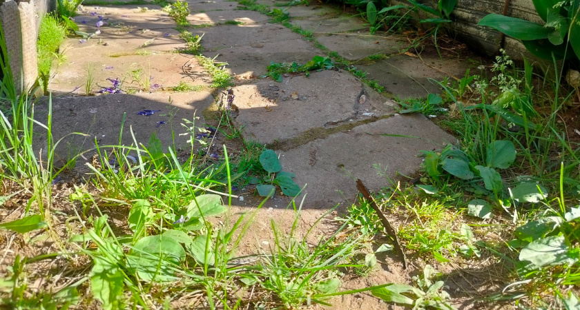 Сорняки мигом завянут: развожу 1 стакан на ведро воды и поливаю вечером - утром огород будет чист