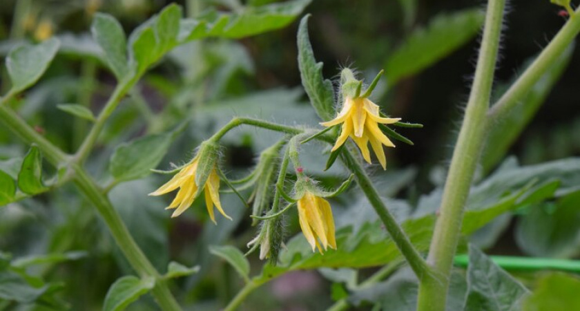 Томаты зацвели — кладу в теплицу 1 вещь — ни одного пустоцвета, все кусты покрываются завязями