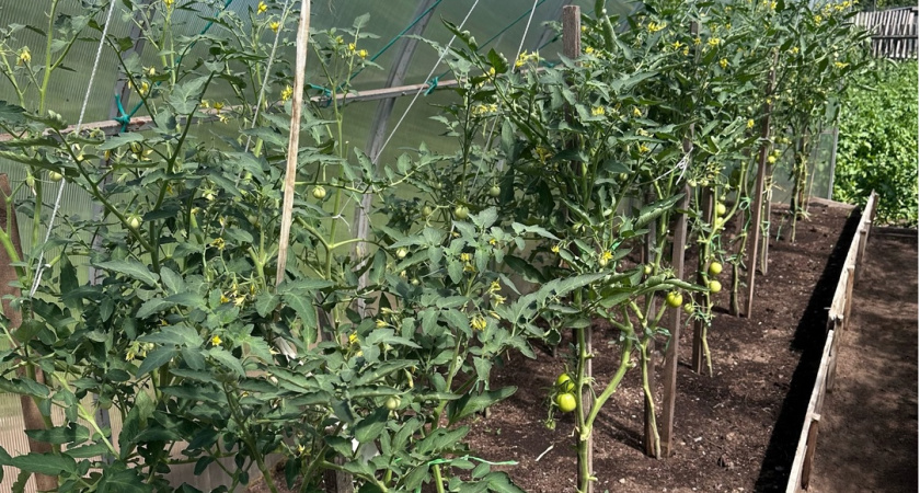 Собираю нижние листья томатов в банку и заливаю водой на 3 дня: готовлю средство лучше любого стимулятора роста