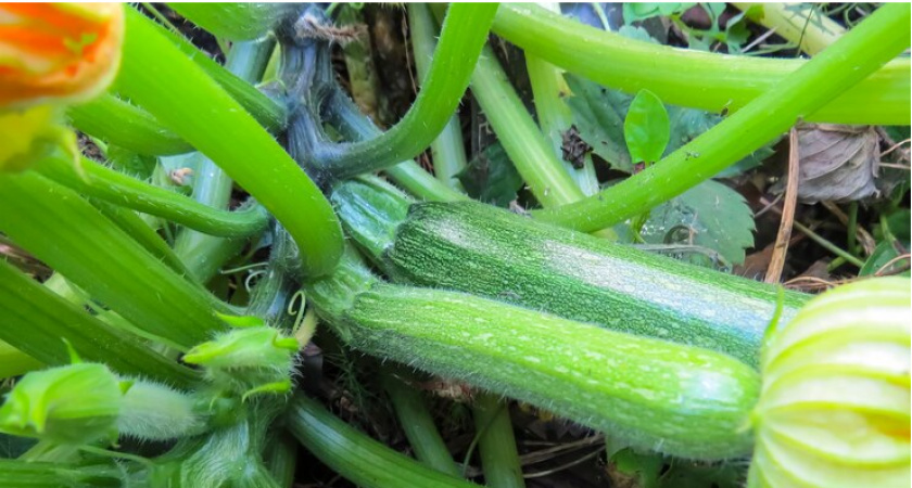 Кабачки растут как на дрожжах: под куст — горсть такого "мусора", и урожая хватит на всю зиму, забыла про пустые грядки