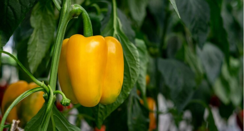 Жалею, что раньше не знал: вот чем нужно подкармливать перец, чтобы вырос крупным, мясистым и вкусным