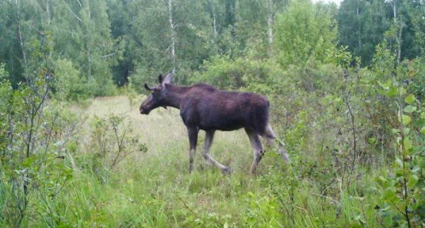 В Тамбовской области стало значительно больше лосей и косуль