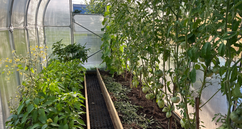 Сорняки после прополки берегу как зеницу ока: готовлю питательный чай для томатов и огурцов и бед не знаю