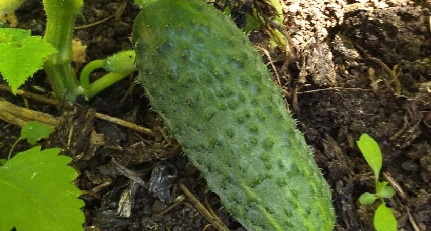 Добавляю соль в ведро воды, и огурцы больше не болеют - собираю сочные и ровные плоды