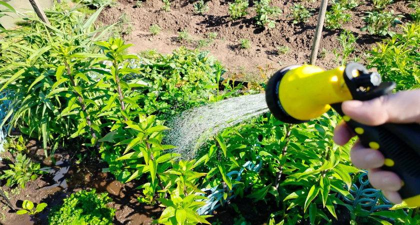 Спасает от муравьев на раз-два: просто добавляю йод в воду и наслаждаюсь бегством насекомых - записывайте рецепт