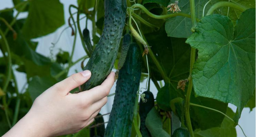 Лью 1 стакан под огурцы - и они прут как бешеные, даже хилые растения обильно плодоносят: лучшие подкормки для огурцов