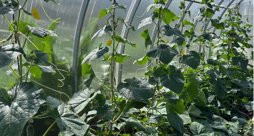 Пластиковая бутылка со льдом в грунт — и огурцы "запоют" от восторга: больше никакой гнили и горечи