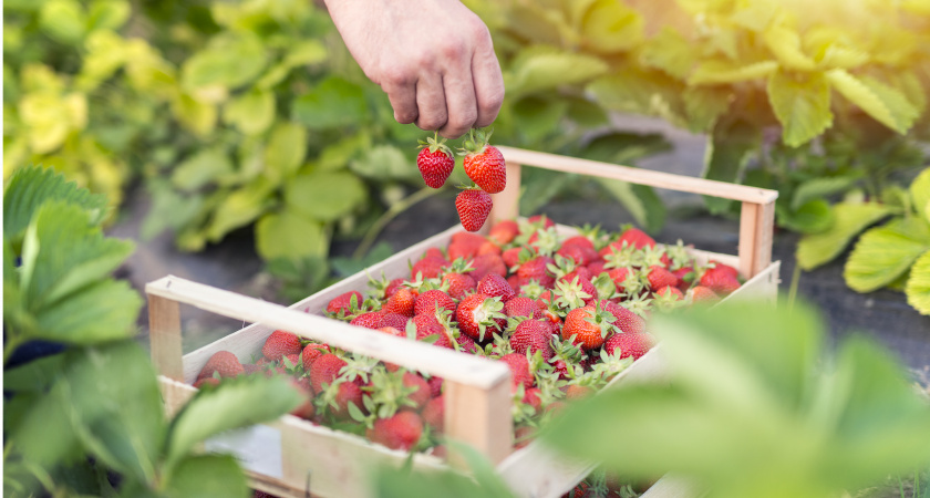 Финское клубничное рабство: как я решилась поехать на сбор клубники в Европу - честный отзыв туриста