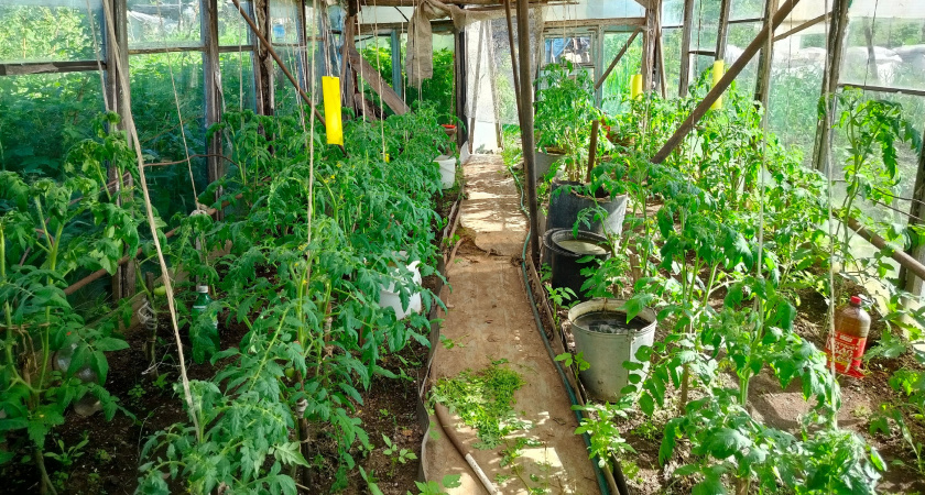 2 горсти на ведро, и томаты спасены от фитофторы: спасаем урожай дешевым и действенным способом 