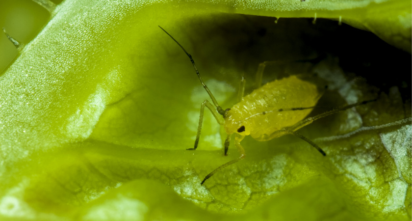 Капля на ствол яблони – и вся тля исчезнет: хитрые дачники обходятся без химии – и экономят деньги